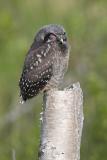 northern hawk owl 060406_MG_1474