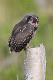 northern hawk owl 060406IMG_9058