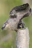 northern hawk owl 060406IMG_9069
