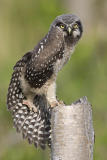 Hawk Owl nest site, June/06