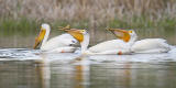 american white pelicans 052706_MG_0936