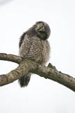 northern hawk owl 061506_MG_0518