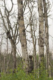 northern hawk owl 061506_MG_0641