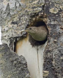 house wren 061806IMG_9605