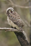northern hawk owl 061806IMG_9706