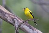 american goldfinch 062406_MG_0173