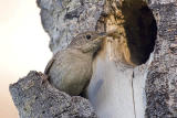 house wren 062406IMG_0539