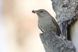 house wren 062406IMG_0567