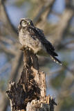 northern hawk owl 062006IMG_0271