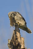 northern hawk owl 062006IMG_0278