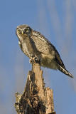 northern hawk owl 062006IMG_0282