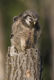 northern hawk owl 062006IMG_0407