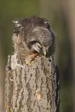 northern hawk owl 062006IMG_0431