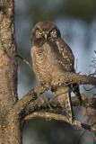 northern hawk owl 062406_MG_0004