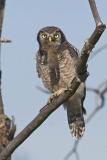 northern hawk owl 062406_MG_0110