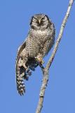 northern hawk owl 062406IMG_0604
