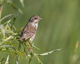 purple finch 062406IMG_0648