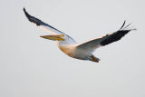 american white pelican 070206_MG_1755