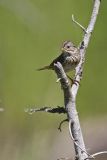 lincoln's sparrow 062506_MG_0043