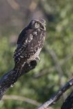 northern hawk owl 062906IMG_0829