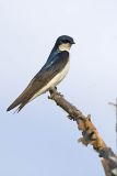 tree swallow 062706_MG_0011