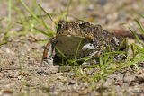 toad 062506_MG_0066