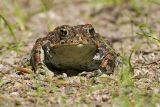 toad 062506_MG_0080