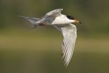 forsters tern 072206_MG_0215