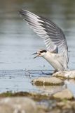forsters tern 072206_MG_1052