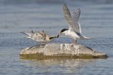 forsters tern 072206_MG_1368