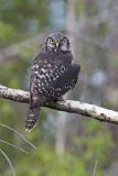 northern hawk owl 072106_MG_0529