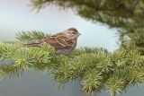 chipping sparrow 080706_MG_1521