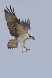 osprey 080606_MG_1123