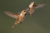 rufous hummingbird 080706_MG_1628