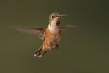 rufous hummingbird 080706_MG_1702