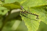 black meadowhawk 081206_MG_0039