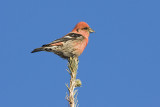 white-winged crossbill 020208IMG_0618