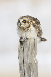 short-eared owl 021008IMG_0464
