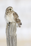 short-eared owl 021008IMG_0515