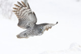 great gray owl 021708IMG_0986