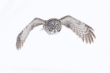 great gray owl 021708IMG_1081