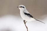 northern shrike 021808IMG_0107