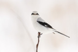northern shrike 021808IMG_0087