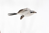 northern shrike 021808IMG_0061