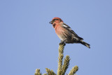 white-winged crossbill 022808IMG_0067