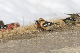 white-winged crossbills 030108IMG_0202