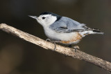 white-breasted nuthatch 030608IMG_0107