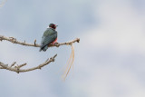 lewiss woodpecker 050308IMG_0691