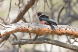 lewis's woodpecker 050308IMG_0980