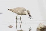 willet 051108IMG_0084